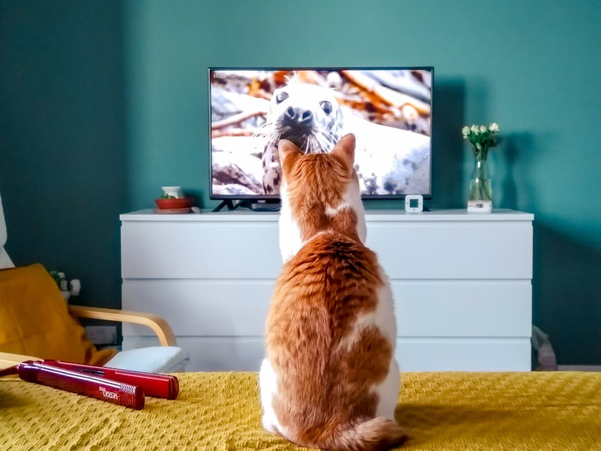 Entertainment